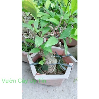 Lộc Vừng Bonsai