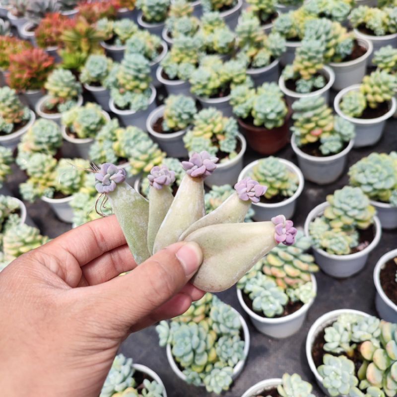 Lá mầm hồng mập sen đá , xuất xứ Đà Lạt khoẻ đẹp