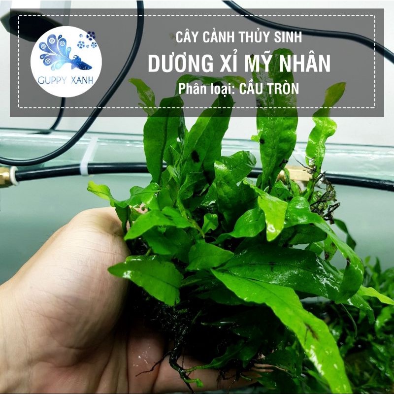 Các loại ráy, nana, dương sĩ, bucep. Đều là các loại cây dễ trồng không cần nhiều co2. Thích hợp dán lên lũa đá.