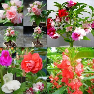 Bộ 3 gói Hạt giống Hoa móng tay kép Mix – 50Hạt