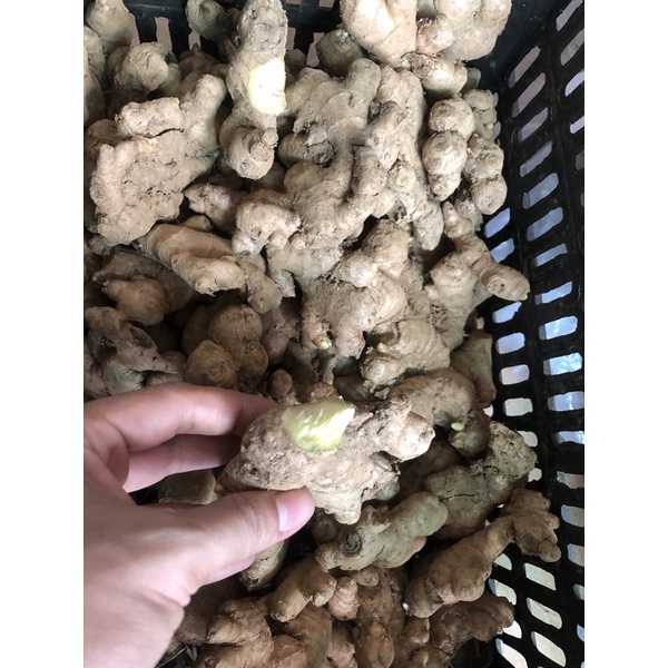 1kg gừng tươi ĐăkLăk