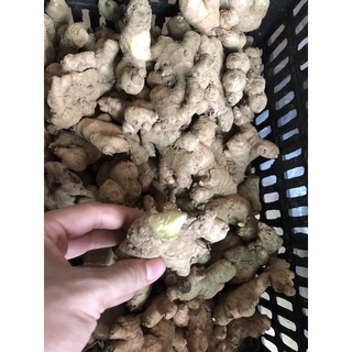 1kg gừng tươi ĐăkLăk