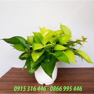 TRẦU BÀ THÁI VÀNG