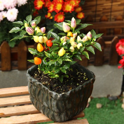 Hạt giống ớt đào tiên  20 hạt - tặng kèm 3 viên nén ươm hạt