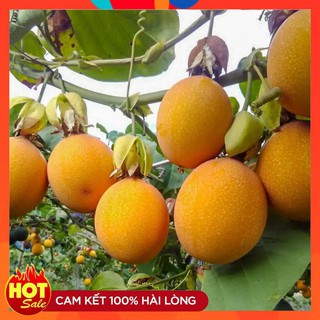 Hạt Giống Chanh Leo Vàng Ngọt F1 Xuất Sứ Colombia Giống Cao Sản