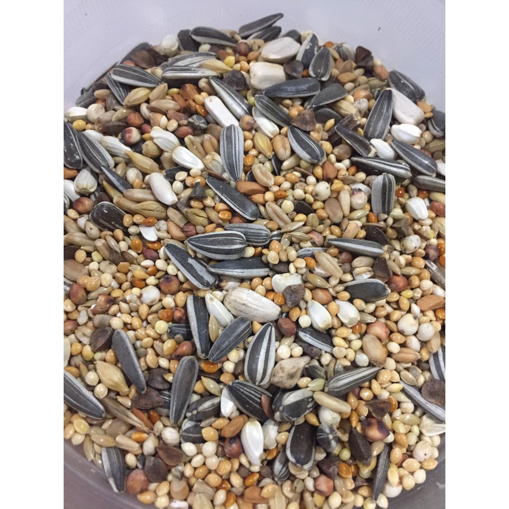 Hạt trộn cho vẹt nhỏ Manitoba Ý bị 1kg