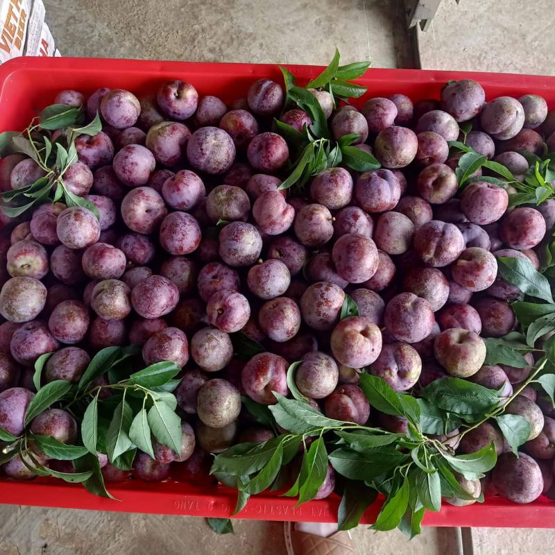 Mận Hậu Mộc Châu
