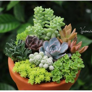 Hạt giống sen đá mix nhiều màu - 1 gói 200 hạt - HGT1