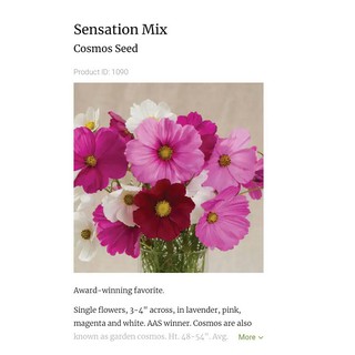 Hạt giống hoa sao nhái mix màu mỹ - sensation tỷ lệ nảy mầm 90% nhập khẩu 100%