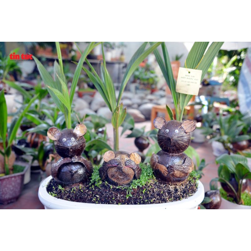Cây Dừa Bonsai