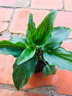 Phát tài hồ lô
