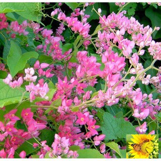 Hạt giống hoa tigon mix 5 mầu Xanh trắng hồng đỏ vàng gói 20h