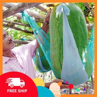 10 Hạt giống Bí đao khổng lồ (tặng gói Kích nẩy mầm và Hướng dẫn) KHUYẾN MẠI TRONG NGAY