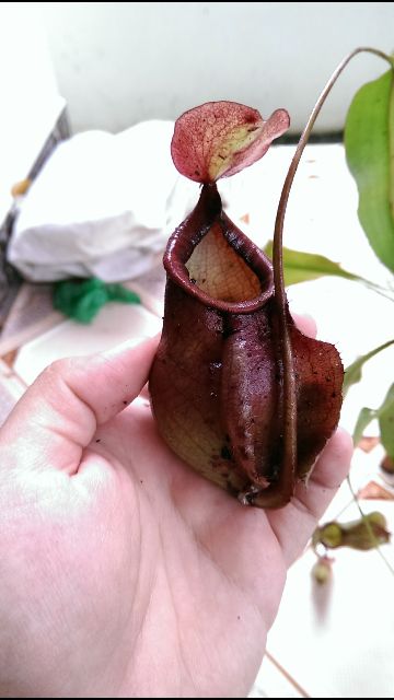 Cây nắp ấm N. viking x mirabilis