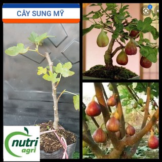 Cây Sung Mỹ Trồng Chậu Giống Bến Tre