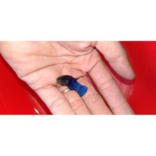 Betta Fancy mái