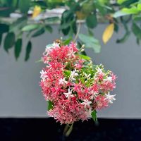 Cây  sử quân tử
