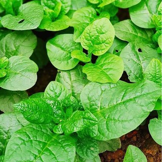 Hạt Giống Mồng Tơi Cao Sản (20 gr) - Dễ Trồng,Giàu Dinh Dưỡng