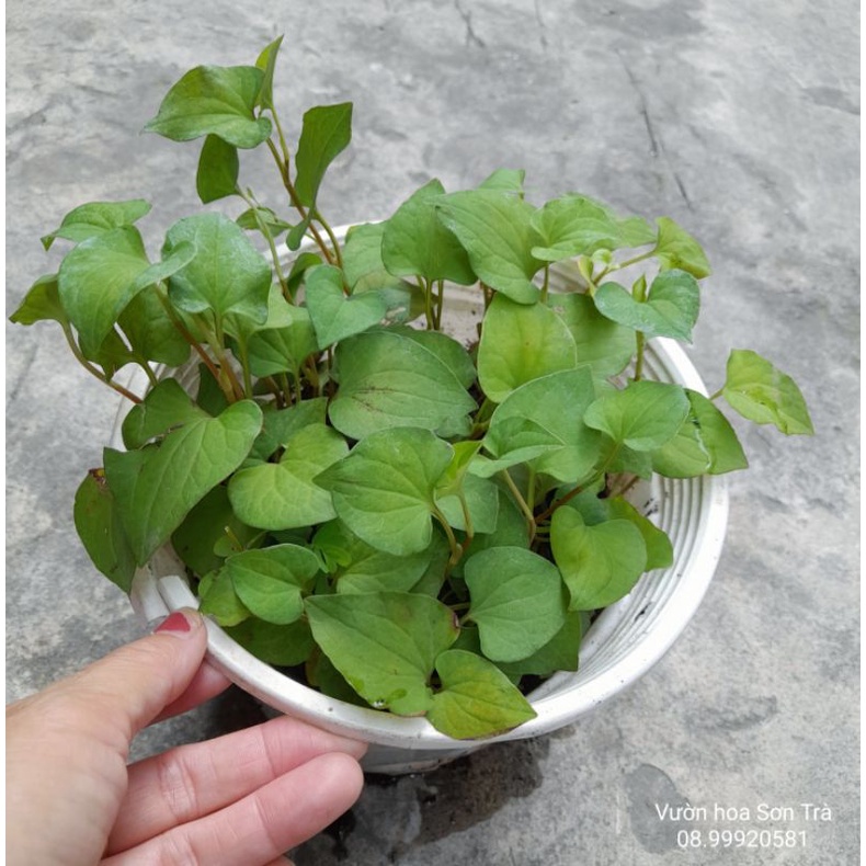RAU CÁC LOẠI - CÂY RAU DIẾP CÁ