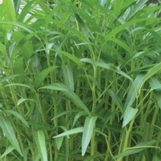 Hạt giống rau muồng