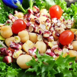 Bắp Nữ Hoàng Đỏ , bắp đỏ nữ hoàng hữu Cơ loại 1