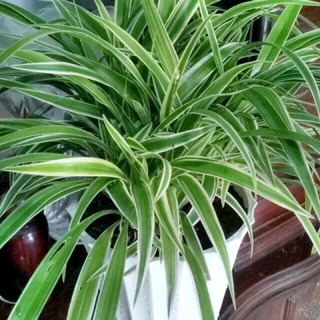 Chậu mềm lan chi / mẫu tử