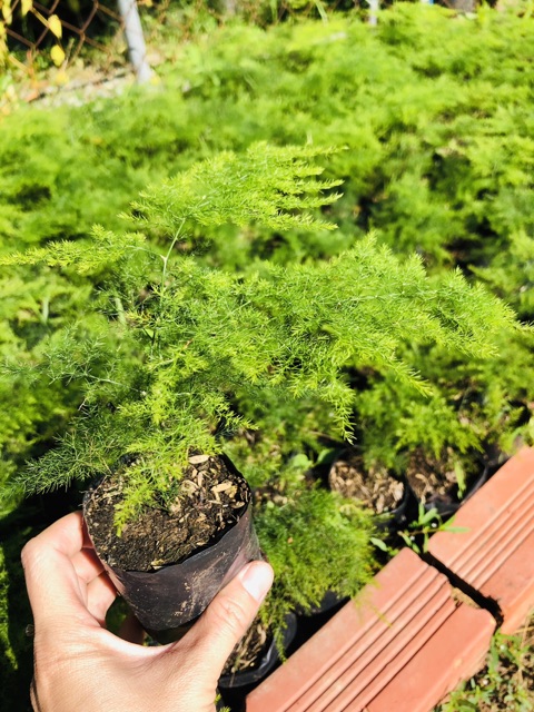 Cây Kim thuỷ tùng