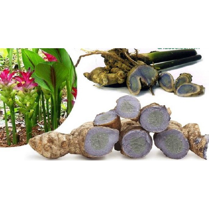 Bột nghệ đen nguyên chất Làng dược liệu Nghĩa trai. PHONG SƠN SHOP