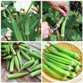 Hạt giống đậu bắp xanh Rạng Đông