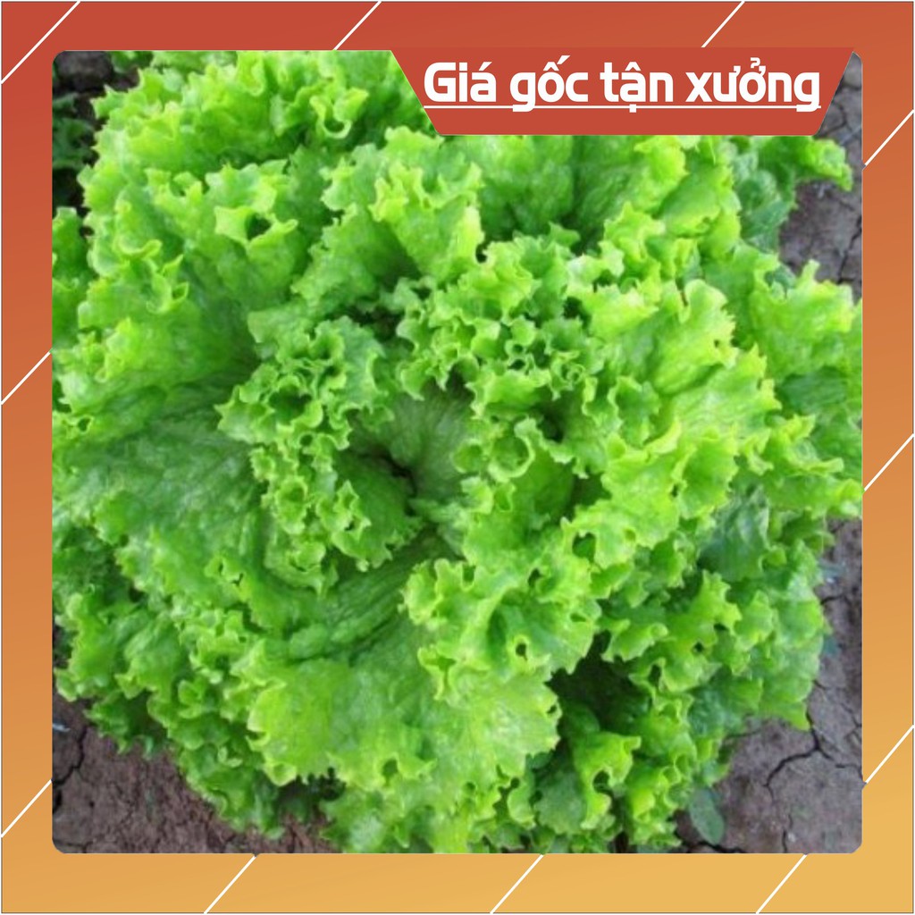 5Gr Hạt Giống Xà Lách Xoan Xanh (Hàng Loại 1)