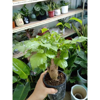 Cây Hạnh Phúc ( Cây để bàn )