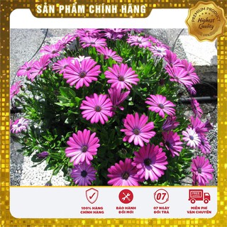 Hạt Giống Cúc Châu Phi Mix ( 20 hạt )