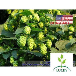 5h hạt giống hoa bia hops thanhhuong