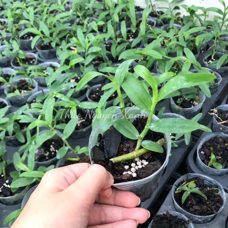 Trầm 6 Mắt Ươm kie Tự Nhiên Chuẩn Mặt Hoa Rất Thơm