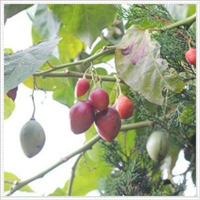 Hạt giống cà chua thân gỗ tamarillo - 10 hạt tặng 3 viên nén ươm hạt