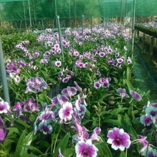 Hoa lan đenro yaya mini loại 1