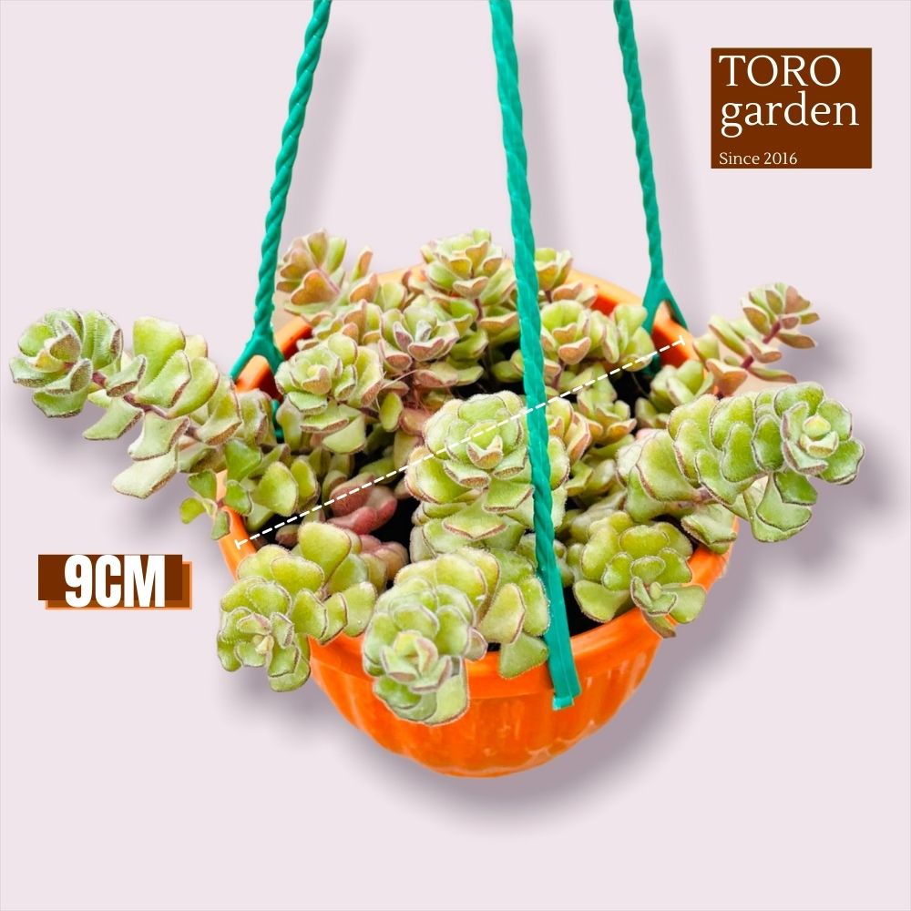 Sen đá sedum hoa hồng pháp trồng chậu treo Đà Lạt size 9cm cây cảnh trang trí nhà cửa Toro garden
