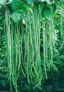 HẠT GIỐNG ĐẬU ĐŨA YL128 (5 gói)