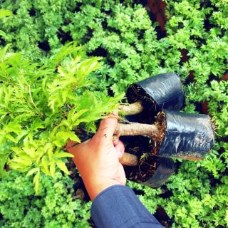 Đinh lăng giống combo 2 cây