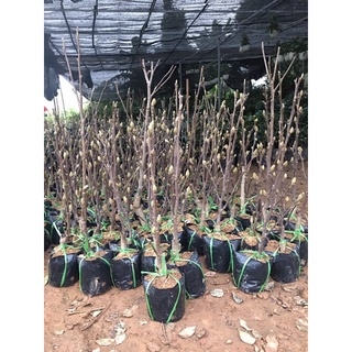 cây hoa mộc Lan đang nụ thơm chuẩn