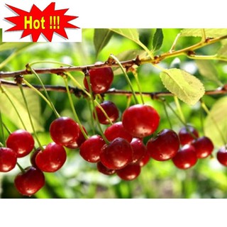 Hạt giống Anh đào (Cherry) (10 hạt)