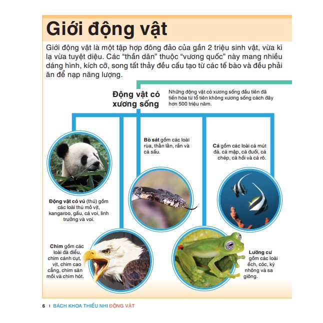 Bách khoa thiếu nhi động vật | BigBuy360 - bigbuy360.vn