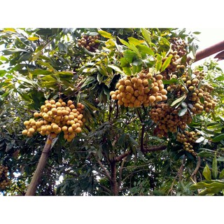 cây nhãn siêu ngọt Hưng Yên