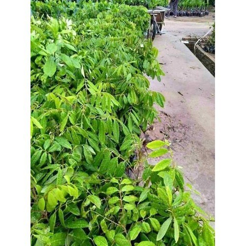 cây giống nhãn lồng + Tặng (0,3kg) phân hữu cơ cao cấp