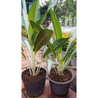 Cây Giữ Tiền