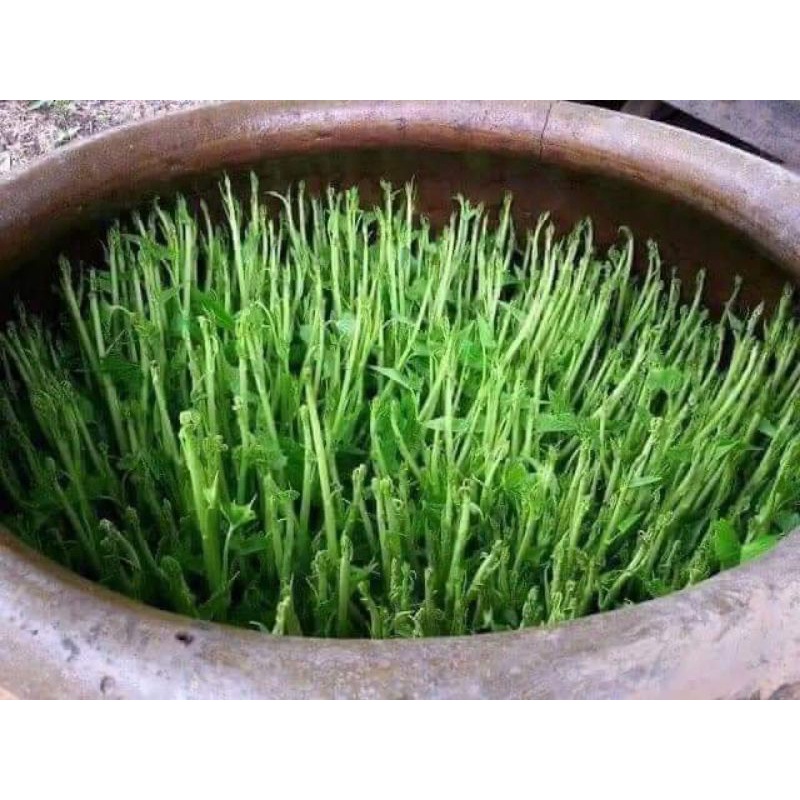 10gr hạt giống rau muống siêu ngọn konglang ❤️❤️ Dòn Ngon ❤️❤️ siêu nảy mầm