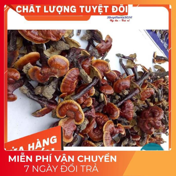 (Dược Liệu Quý) [FREE SHIP] 500g Nấm Lim xanh rừng Tây Bắc chuẩn rừng tự nhiên hỗ trợ bênh gout | BigBuy360 - bigbuy360.vn