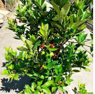 Cây cherry giống