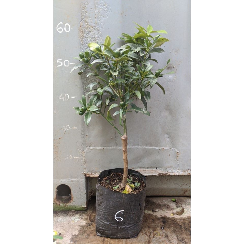Tắc thái vỏ ngọt
