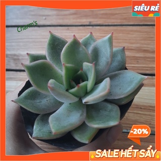 Sen đá đế vương xám size bầu 5-7cm - lỗi 1 đỗi 1